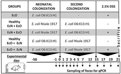 Priority order of neonatal colonization by a probiotic or pathogenic Escherichia coli strain dictates the host response to experimental colitis